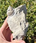 Texas Gastropod Fossil In Matrix Tylostoma Cretaceous Age Nice