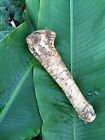 Horseradish Root  Sauget  1 Pound  sold By Weight   -country Creek Llc-