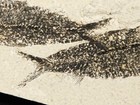 Four  Knightia Fish Fossils In Their Green River Formation Matrix Wyoming 500gr