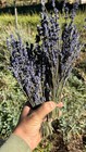 12 Pack Short Stem Dried English Lavender Bundles Fragrant Organic