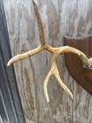 Antique Whitetail Deer Antler Mount Wood Panel 1914 Date Aged Look Lodge Hunt 