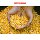Manna Pro Deer Corn - Deer And Turkey Feed 50lb  22 68 Kg 