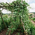 50 Pcs Yardlong Bean Seeds   Asian Long Bean Seeds For Home Garden Growing