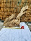  Ancient Live Oak Bog Wood  natural Sculptural Driftwood     Aquarium Terrarium 