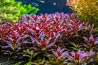 1 Stem Ludwigia Glandulosa  Live Aquarium Plants Beautiful Plant  free S h
