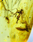 Fossil Burmite Cretaceous Burmese Amber Mosquito Insect Amber Fossil Myanmar