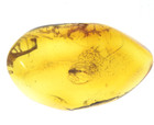 Fossil Diptera Trapped In Amber Millions Of Years Old 5 