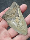 3 3 8 Authentic Prehistoric Megalodon  Fossil Shark Tooth Teeth Free Shipping 