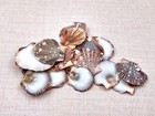 Flat Pixie Scallop Shells Brown Black White  approx    -10 Shells 0 5-1  Inches 