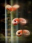 42 Pink Ramshorn Snails - Amazing Algae Eaters puffer Food   Free Plant