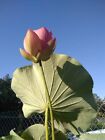 1 Pink Pretty Princess  Payton Lotus Tuber-no Pond-no Prob  Free Shipping