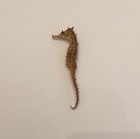 Vintage  3    Real Dried Seahorse Hippocampus Erectus Skelton  Dehydrated