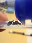 Aphaenogaster Ant Queen W 100  Workers And  Brood  2