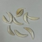 Lot Of 10 Assorted Coyote Fangs Teeth Goth Odd Craft Real Taxidermy Cleaned 3117