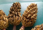 5 Large Southern Magnolia Trees Pods 5   