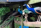 4 Peacock Hatching Eggs 