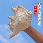 Seven-spined Conch 18-20cm Natural Seashell Collectible Horn That Can Be Blown