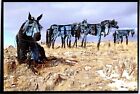 Bleu Horses Metal Art Jim Dolan Wheat Mt Farms Three Forks Montana Postcard