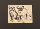 Pug Matted   Framed   Ready To Gift - 1986 Vintage Dog Art Print W