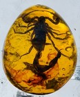 Scorpion Polybern  amber  Variety With Inclusion Scorpion 250 Million Bc