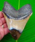 5 10    Megalodon Shark Tooth Real Fossil Xl 10 2 Oz  Sharks Teeth - No Resto 