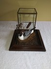 Endangered Wetland Goose Nesting