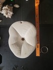Large Sea Biscuit Sand Dollar Shell  5   x3 