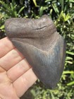 Natural Beautiful 4 07    Megalodon Tooth Fossil Shark Teeth