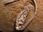 Wound Up Fossil Crinoid  Crawfordsville  In