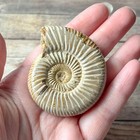 Whole Polished White Ammonite Fossil