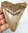 Megalodon Shark Tooth Real Fossil 3 33 Inches -  Shark Teeth - No Restorations