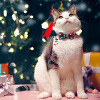 4 Pack Christmas Cat Collars With Bow Tie And Bell breakaway Kitten Collar For G