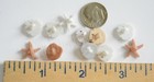 Tiny Seashell Shank Buttons   Jesse James Dress It Up   Sm Shells   Sand Dollars