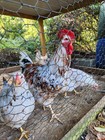 1 Dozen Purebred Aloha Chicken Hatching Eggs  - 1 Dozen Fertile Eggs