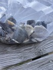 Sea Shells