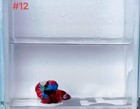 Betta Nemo Multi Male Live Fish High Quality 12