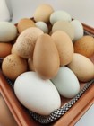 20 Empty Blown Real Odd Shapped Chicken   Duck Eggs Easter Craft  One Hole