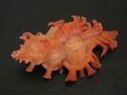 Hard2get   chicoreus Nobilis W o 51 9mm philippines Seashell