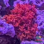 5 Reef Macro Algae Pack  Chaeto  Atomic Gracilaria  You Pick 5th  Ulva  Caulerpa