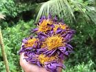 Egyptian Blue Lotus Nymphaea Caerulea Organic Pure Hand Picked Flowers Herbal
