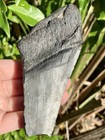 Natural Beautiful 4 40    Megalodon Tooth Fossil Shark Teeth