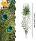 10pcs Real Natural Peacock Eye Feathers 10-12 Inch For Diy Craft Floral Arrangem