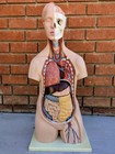 Life Size Detachable Vintage Anatomy Model 3b Scientific German Medical Oddities