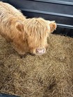 Authentic Highland Bull Hair-loc From Fergus Of A n Farm-natural Rustic