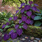 20 Purple Heart Beautiful Rare Seeds For Your Garden Or Yard Colorful Flowers