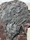 Moroccan Crinoid Scyphocrinites Elegans Fossil Morocco 