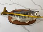 Taxidermy Large Mouth Bass  - Real Skin - 9 Lb 12 Oz  - 21  Long - Maryland 1968