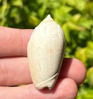 Venezuela Fossil Gastropod Oliva Tisiphona Pleistocene Age Olividae