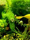 7 1mixed Color Ramshorn Snails Freshwater Aquarium Algae Eaters  2 Free Floaters