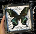 Real Butterfly Mounted Box Framed Insect Taxidermy Entomology Collection